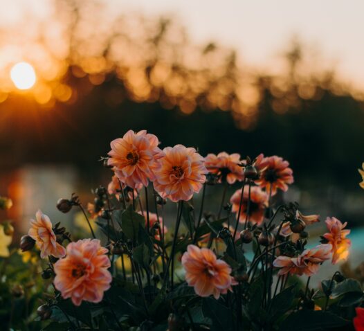 Rosa blommor i en trädgård med en solnedgång i bakgrunden.