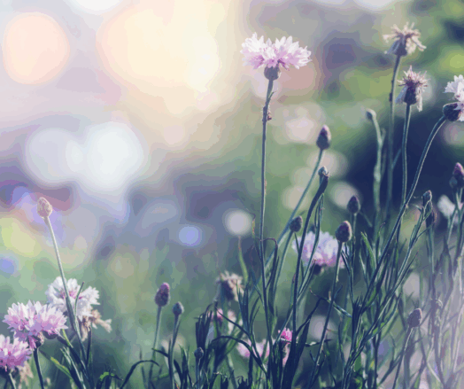 Rosa och lila blommor i en solbelyst äng.