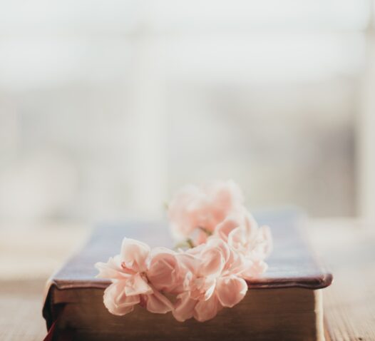 En gammal bok med rosa blommor placerade ovanpå, suddig bakgrund.